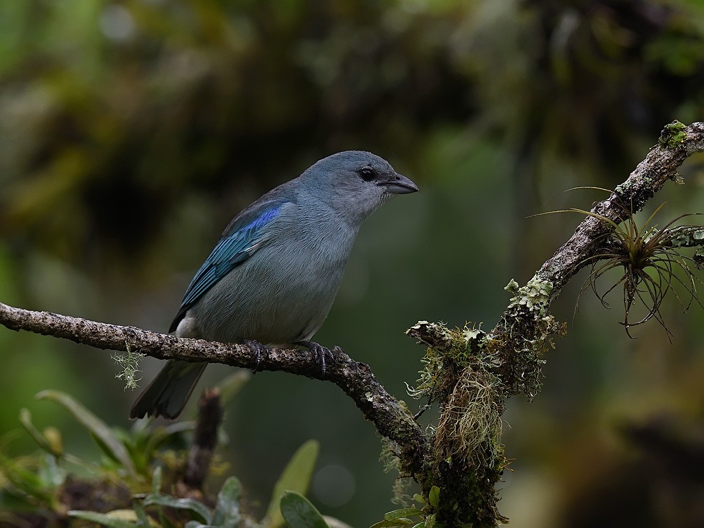 Azure-shouldered Tanager - ML643600308