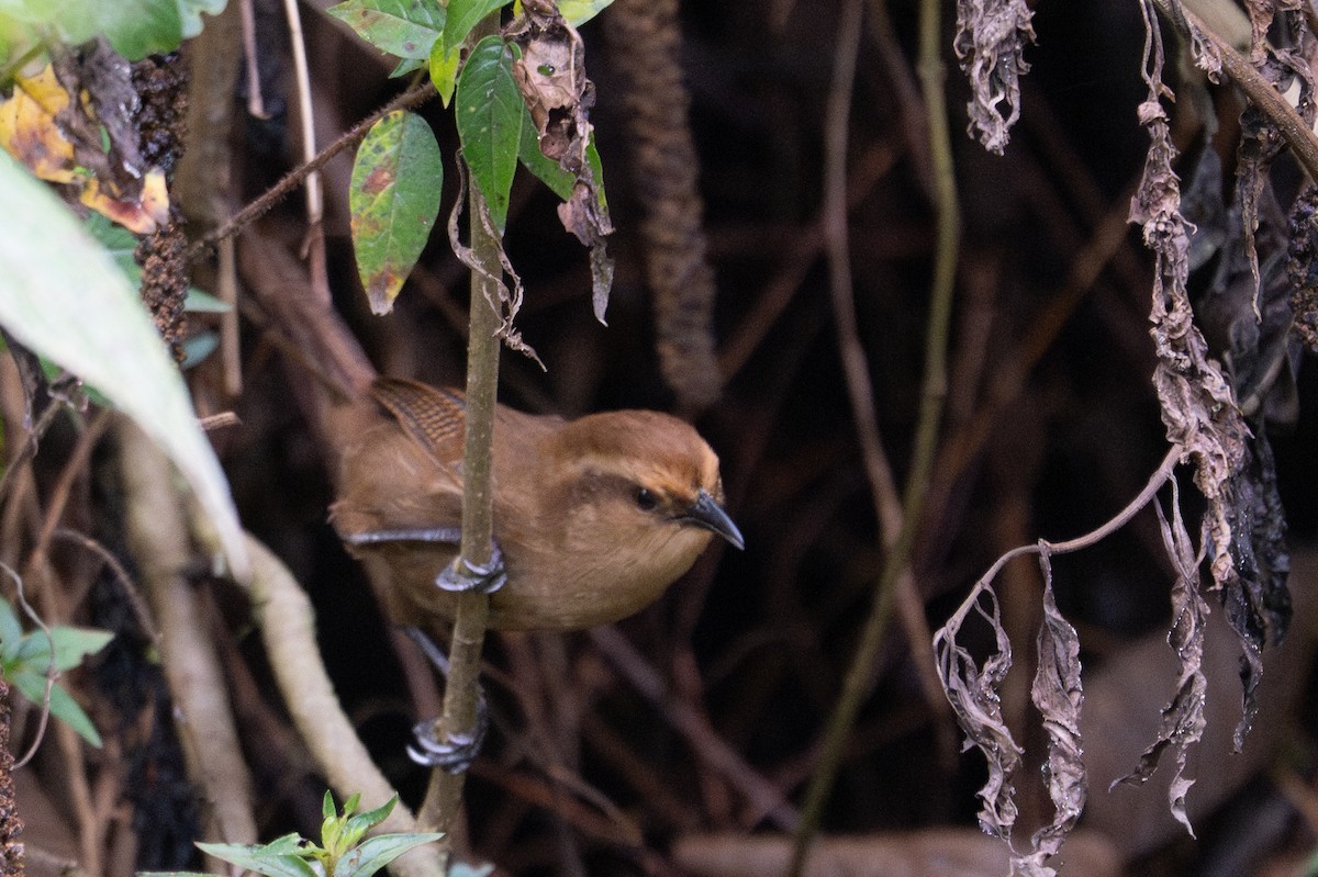 Fulvous Wren - ML643600310