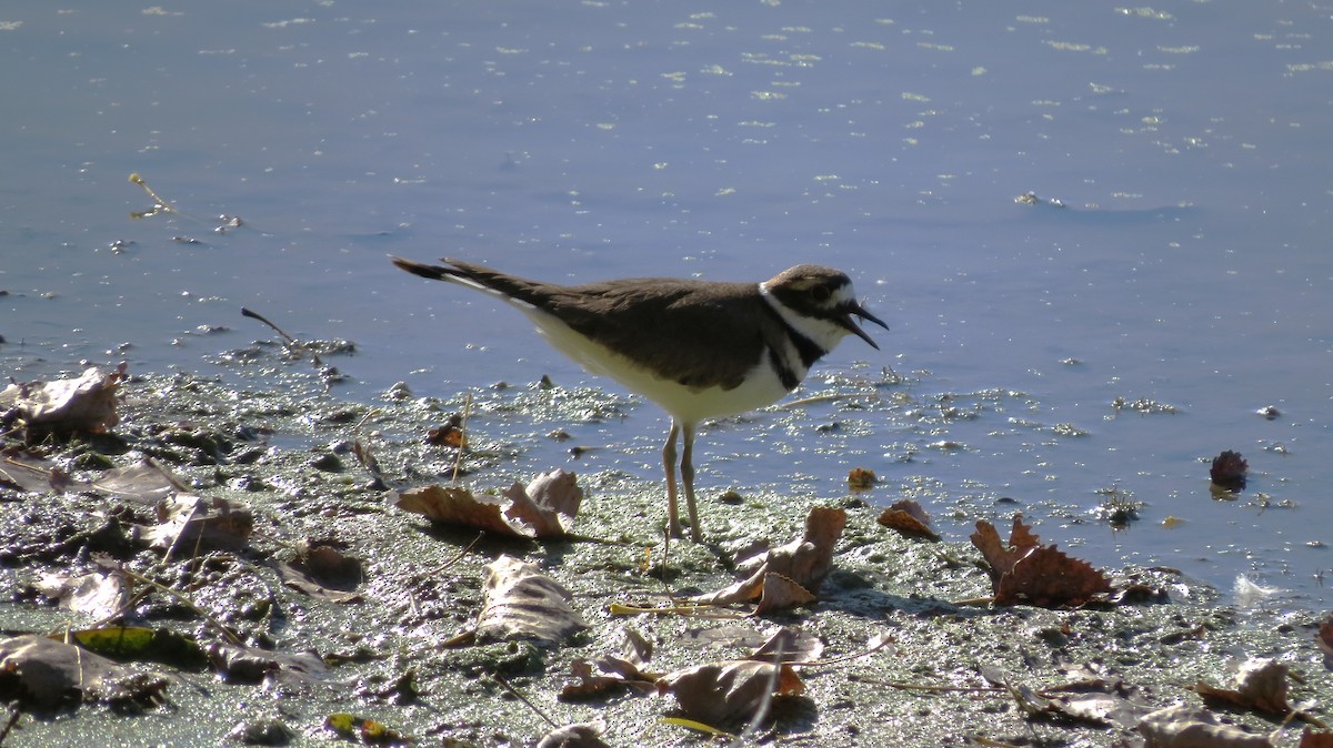 Killdeer - ML643600349