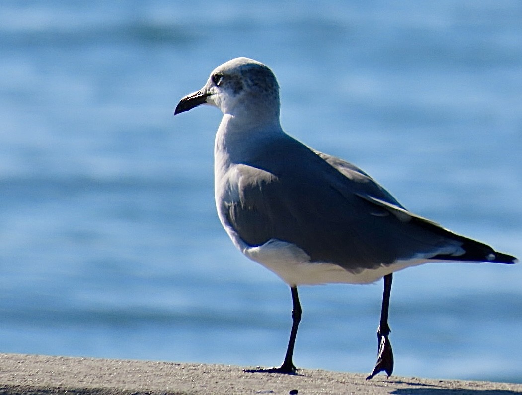 Laughing Gull - ML643600394