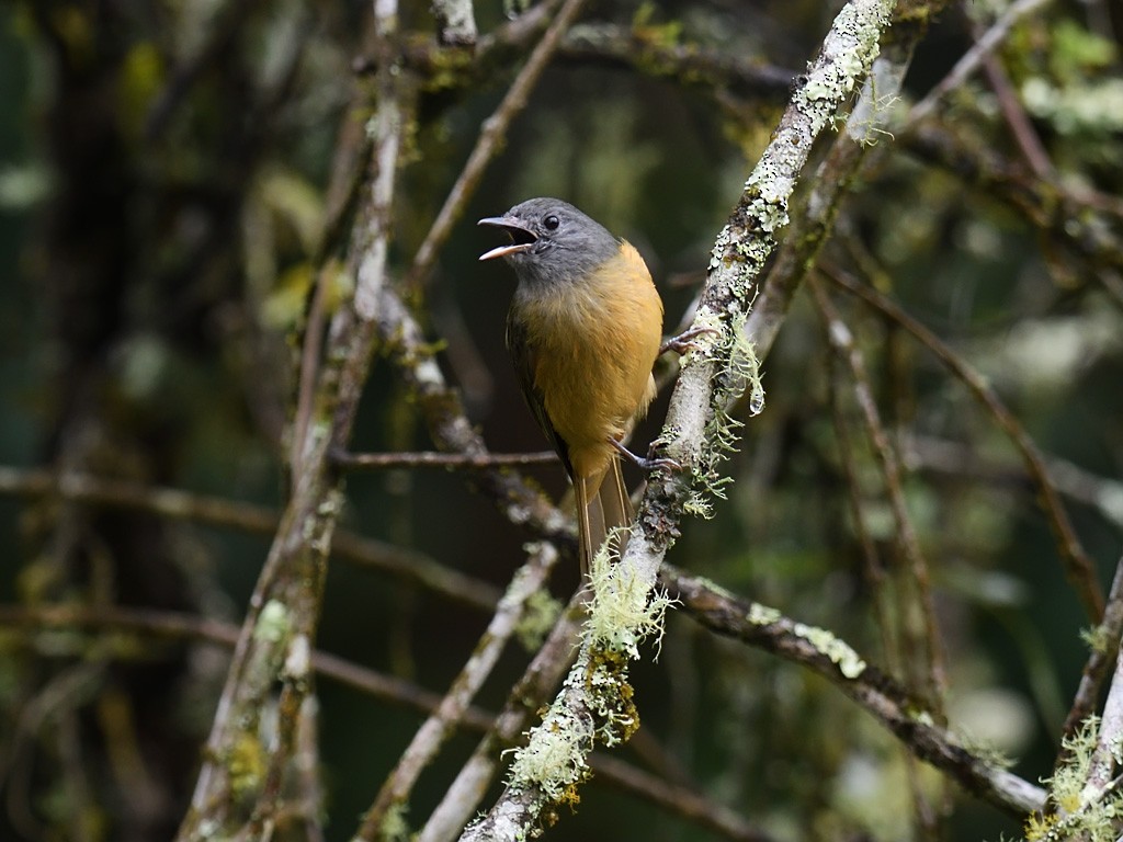 Gray-hooded Flycatcher - ML643600410