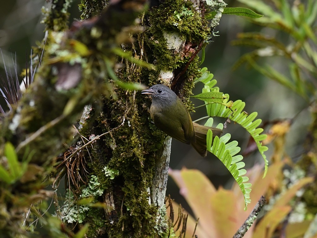 Gray-hooded Flycatcher - ML643600415