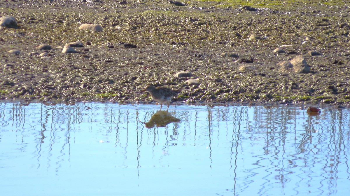 Bécasseau à poitrine cendrée - ML643600423