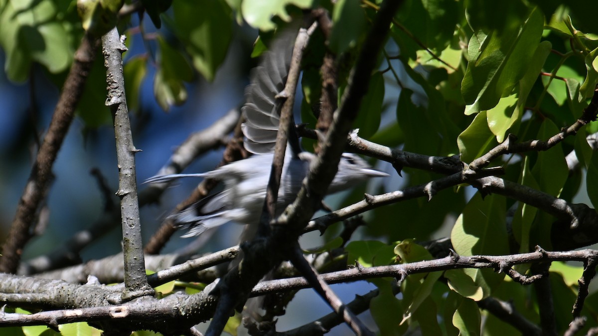 Black-capped Antwren - ML643600429