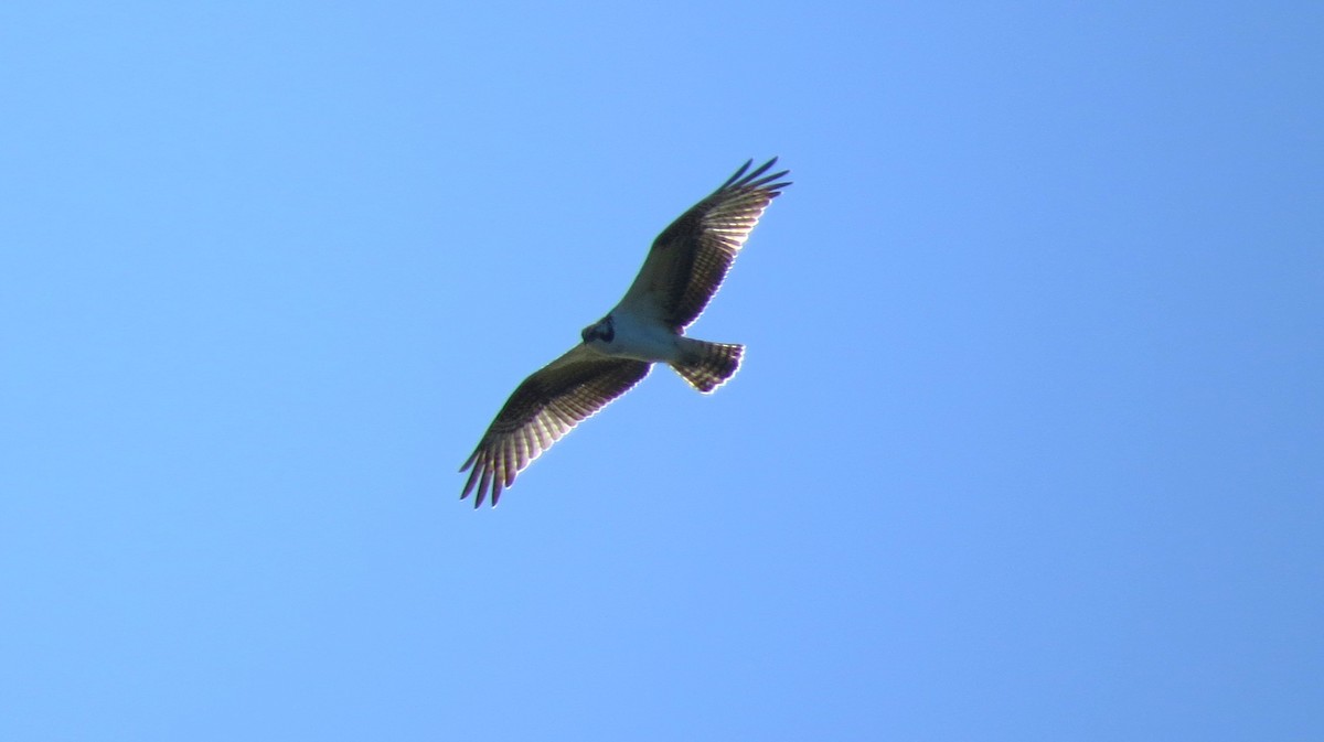 Balbuzard pêcheur - ML643600448