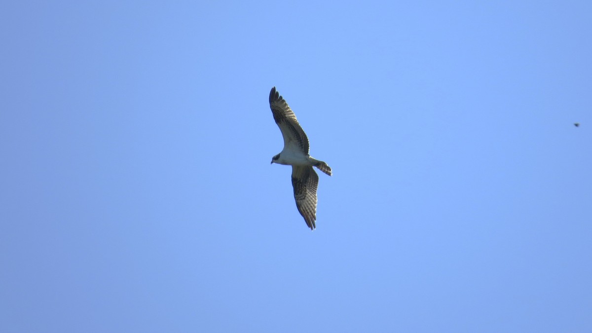 Balbuzard pêcheur - ML643600449