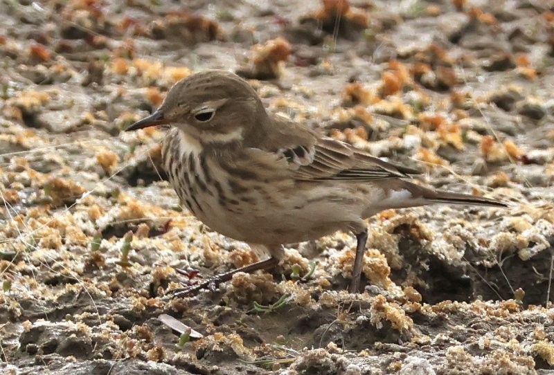 American Pipit - ML643600452
