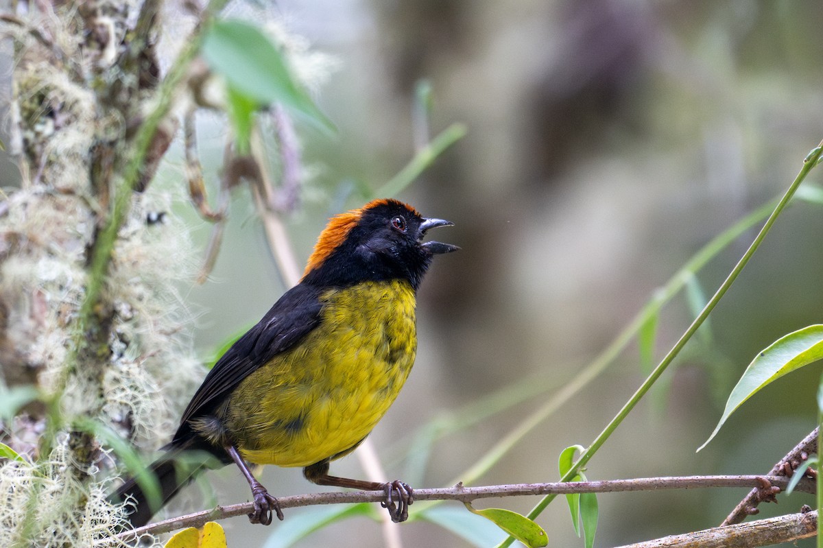 Black-faced Brushfinch - ML643600455