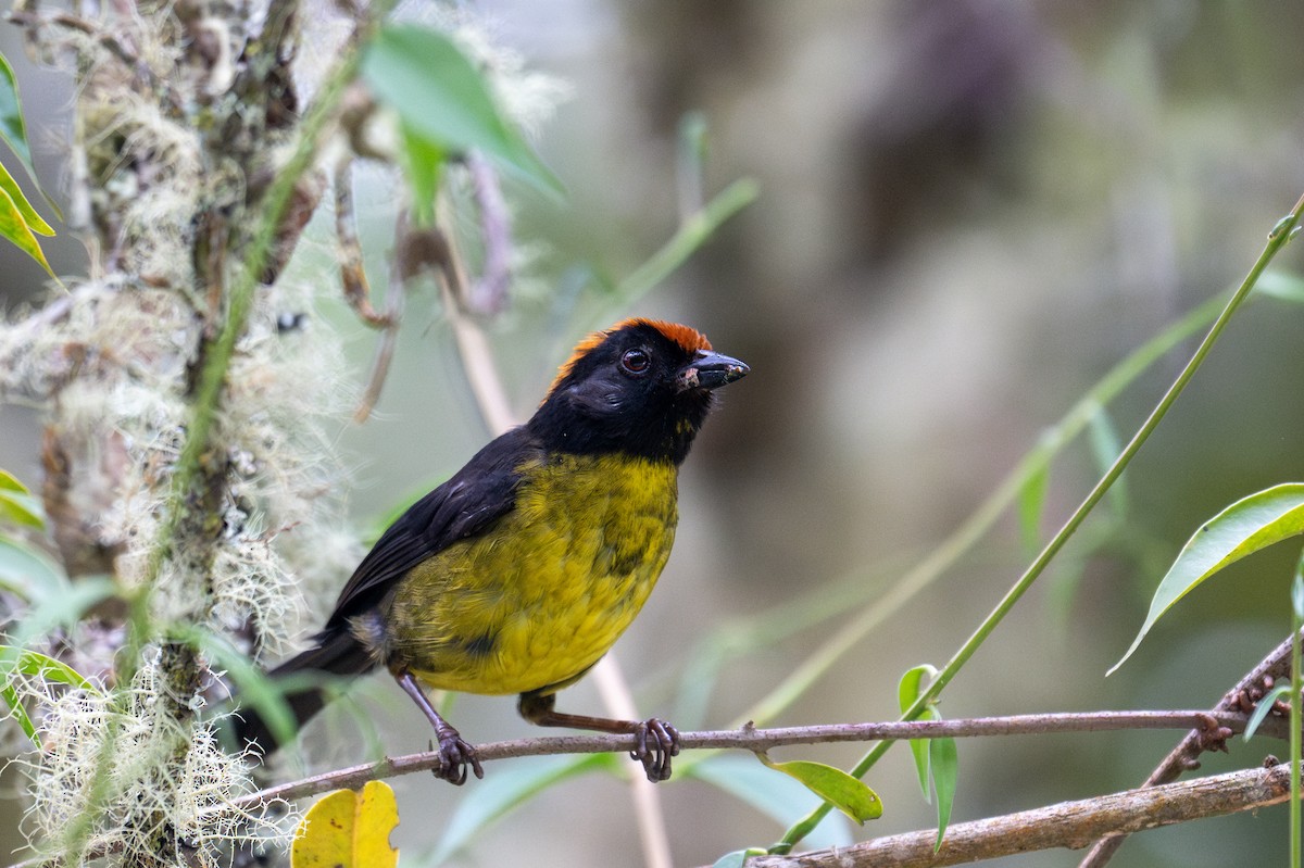 Black-faced Brushfinch - ML643600456