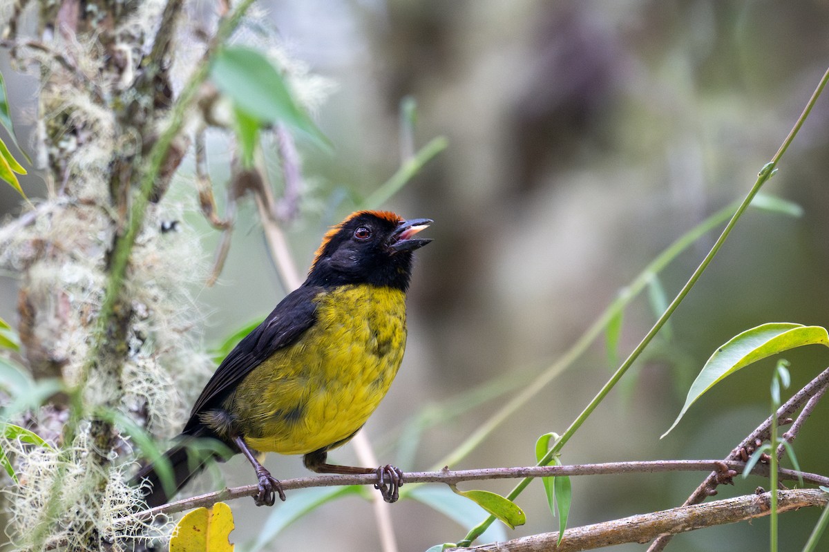 Black-faced Brushfinch - ML643600457