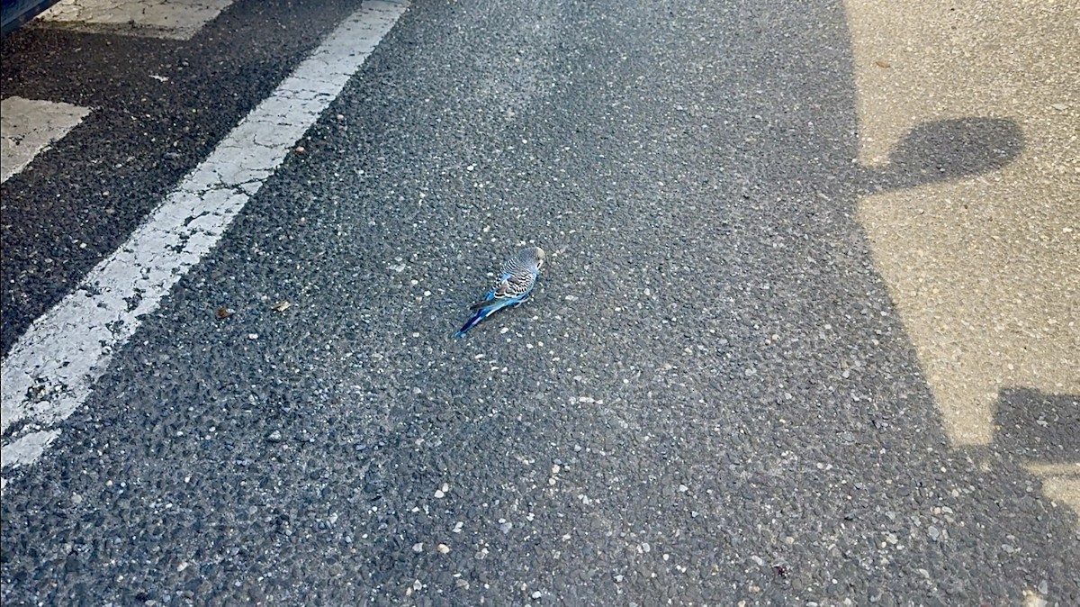 Budgerigar - ML643600461