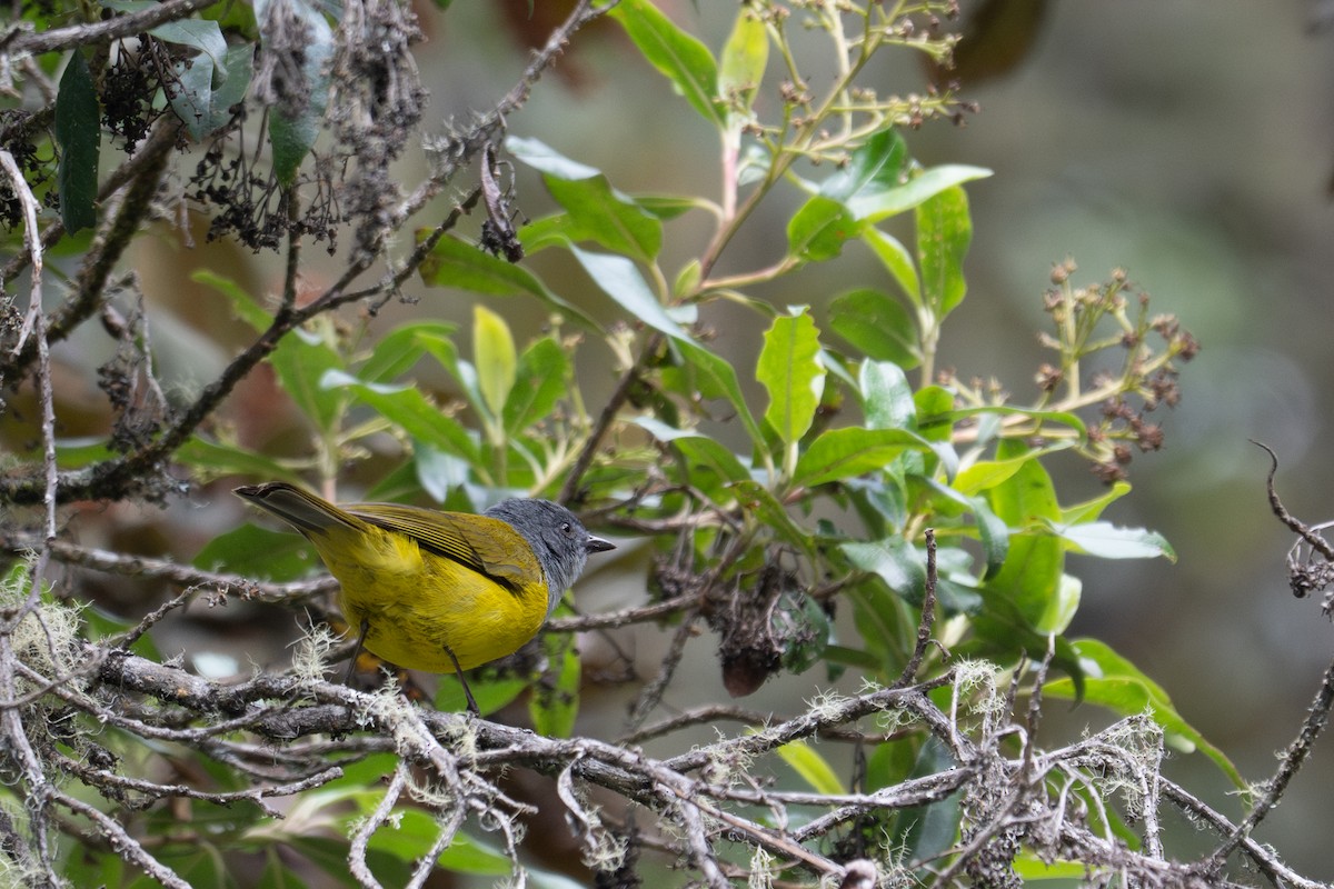 Black-billed Cnemoscopus - ML643600487