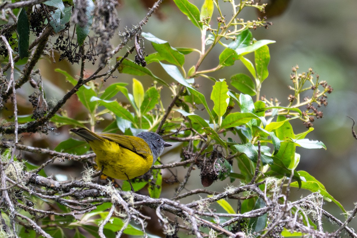 Black-billed Cnemoscopus - ML643600488