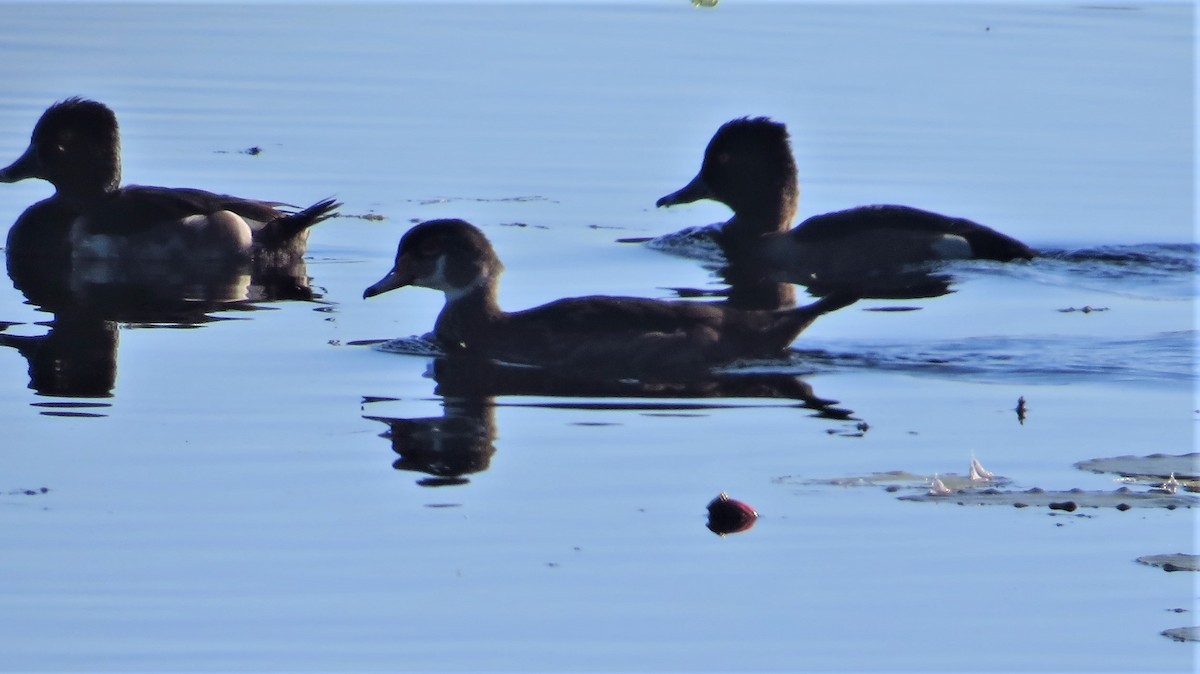 Wood Duck - ML64360051