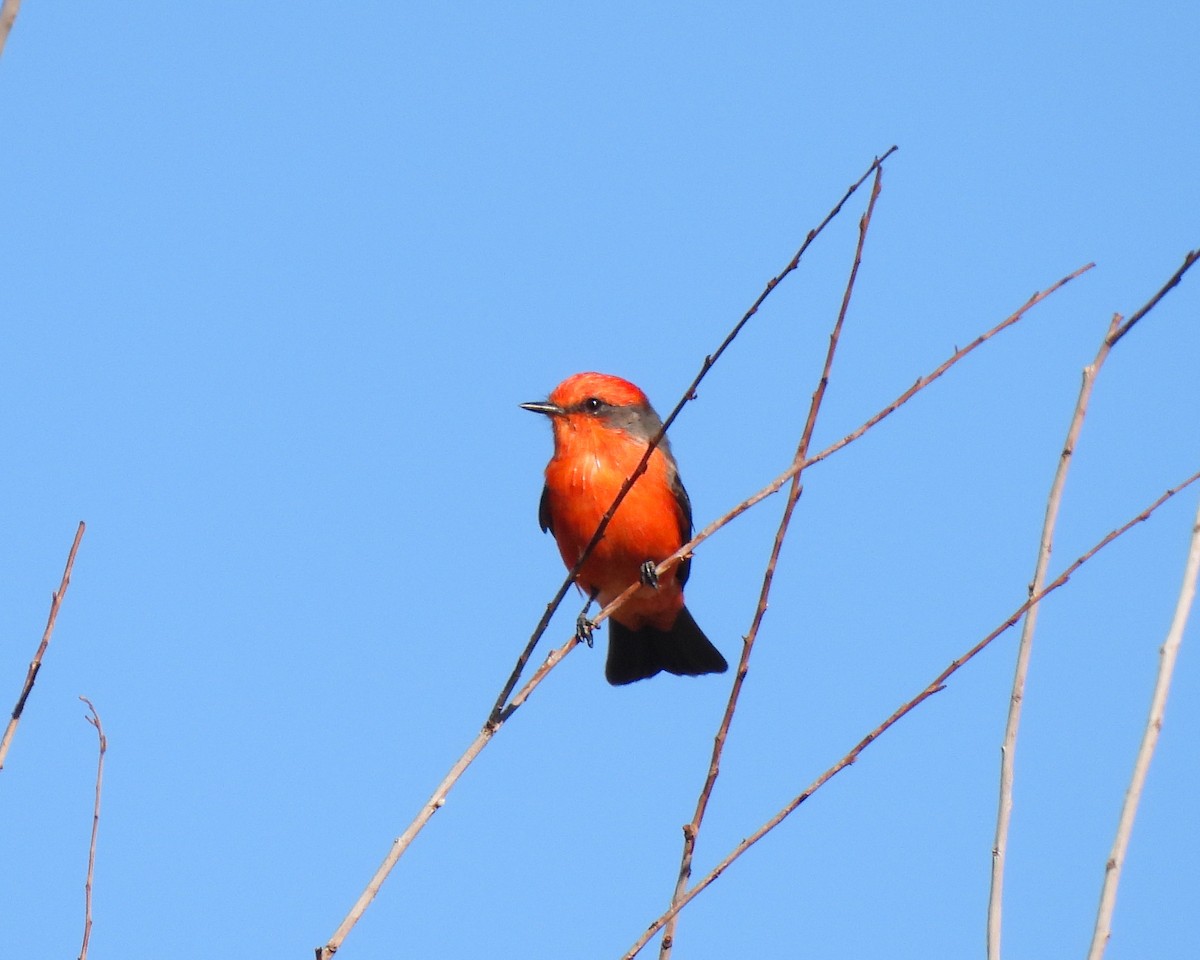 Vermilion Flycatcher - ML643600532