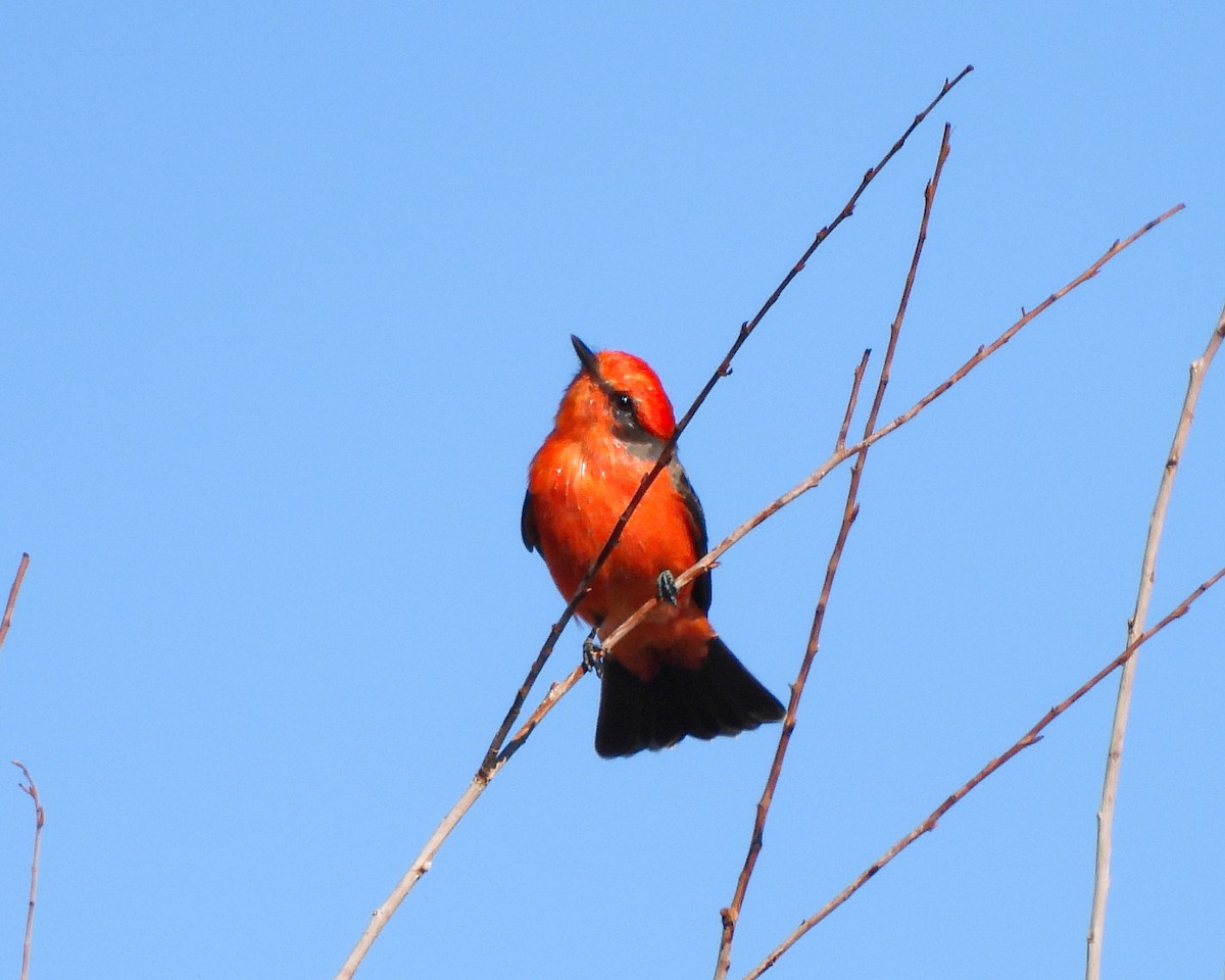 Vermilion Flycatcher - ML643600533