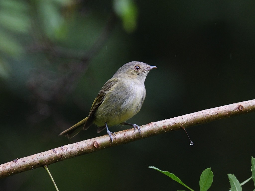 Serra do Mar Tyrant-Manakin - ML643600548