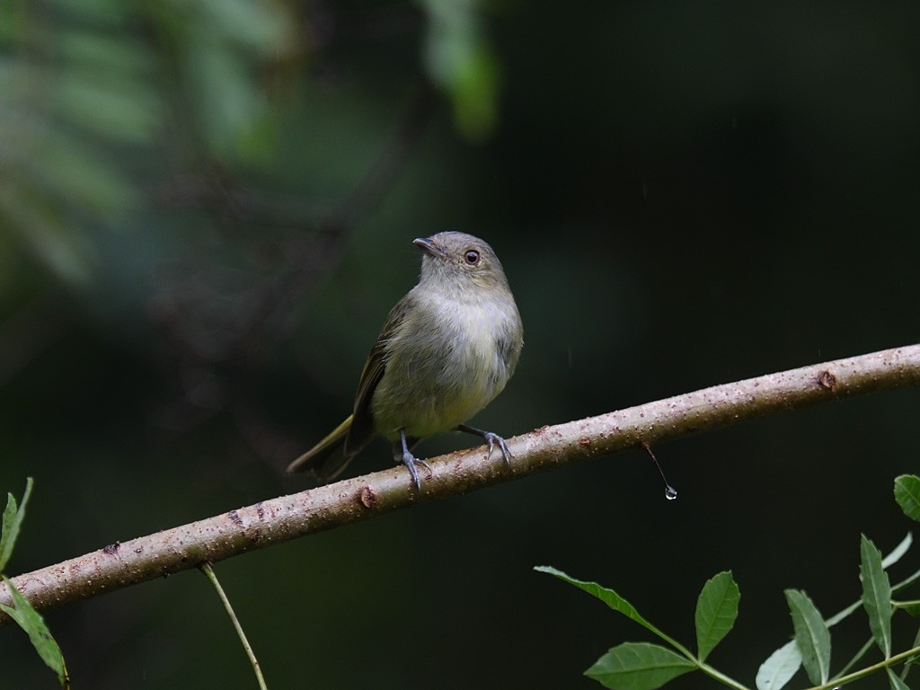 Serra do Mar Tyrant-Manakin - ML643600550