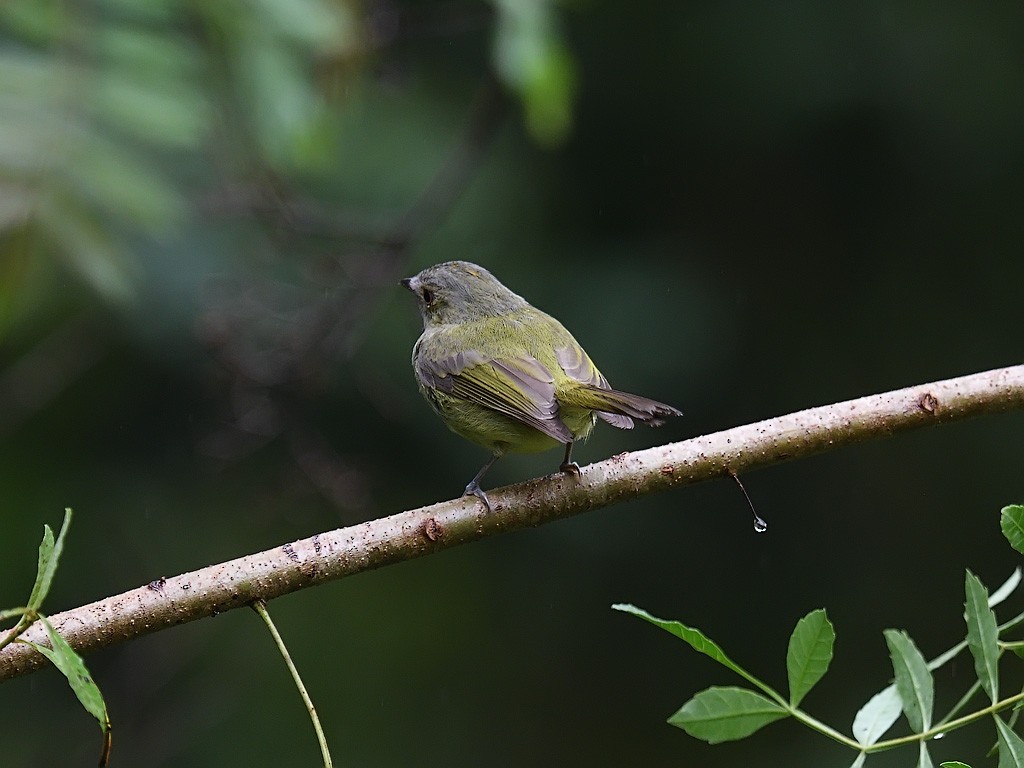 Serra do Mar Tyrant-Manakin - ML643600560