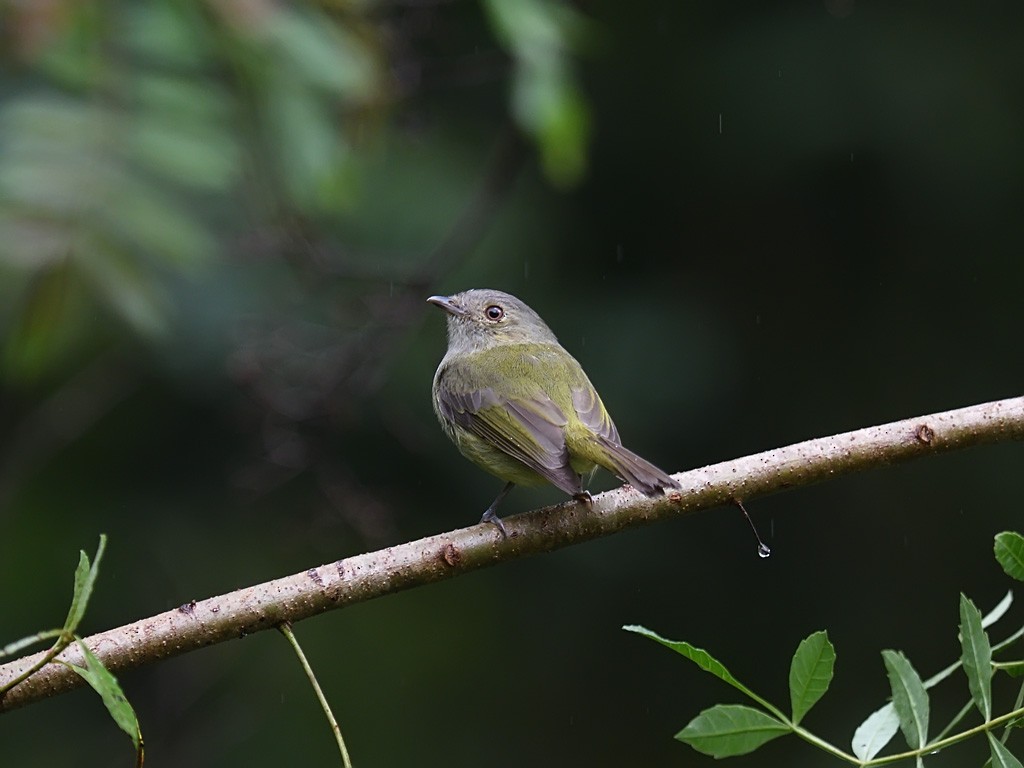 Serra do Mar Tyrant-Manakin - ML643600561