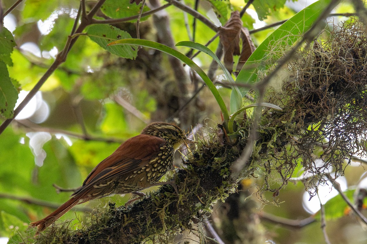 Pearled Treerunner - ML643600566