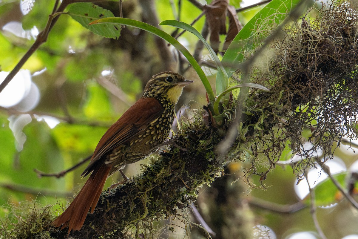 Pearled Treerunner - ML643600568