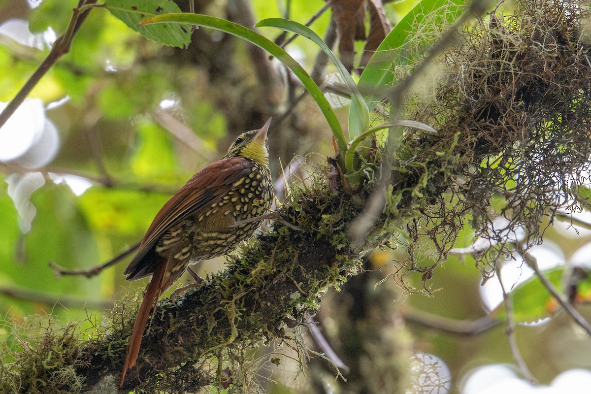 Pearled Treerunner - ML643600569