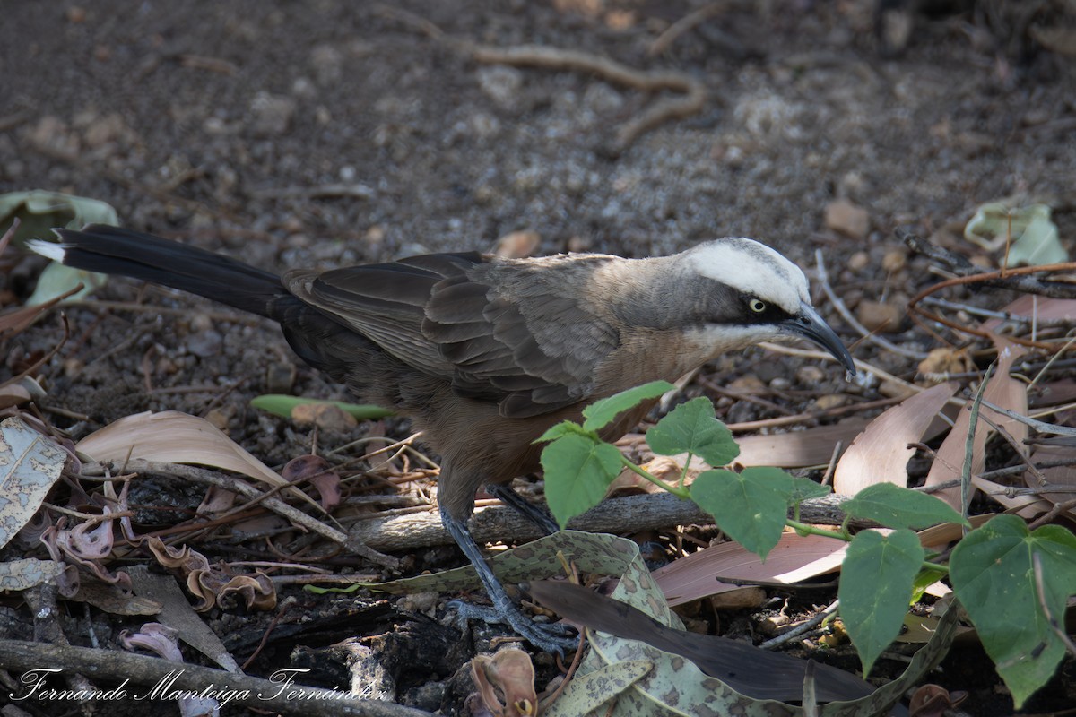 Gray-crowned Babbler - ML643600574
