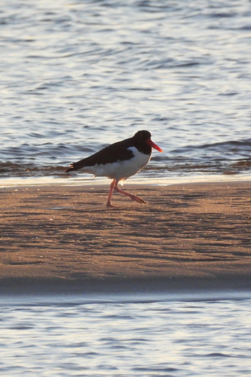 American Oystercatcher - ML643600581