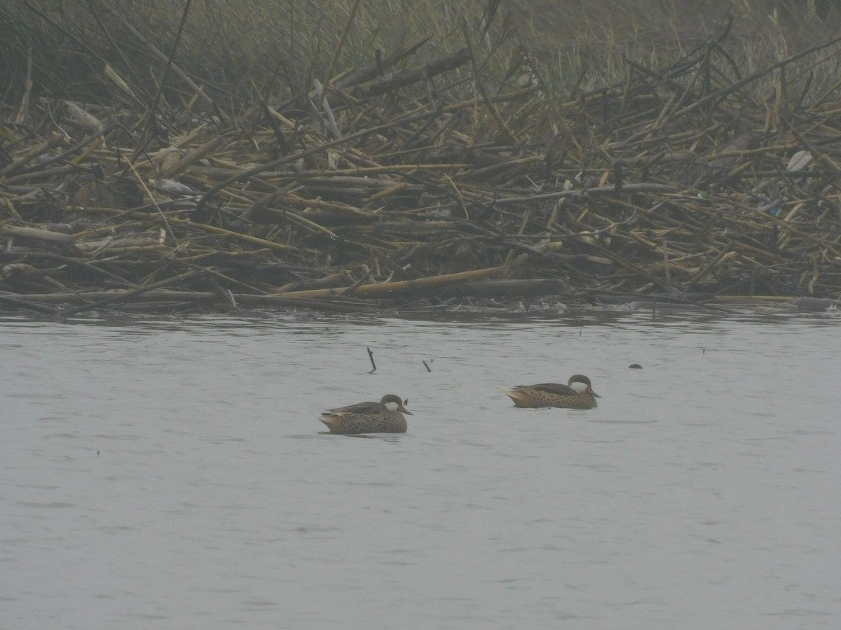 White-cheeked Pintail - ML643600589