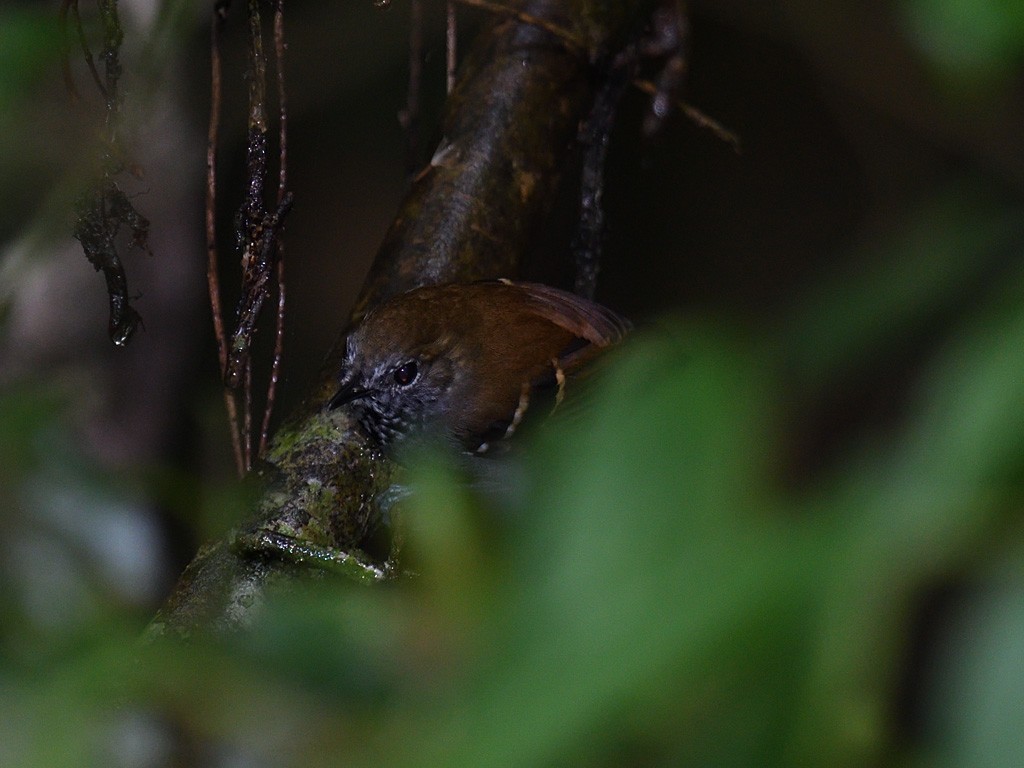 Star-throated Antwren - ML643600595