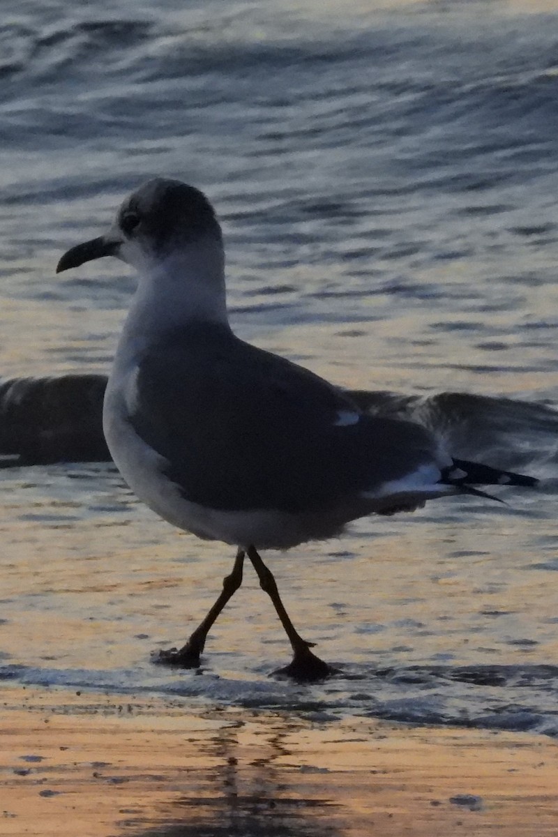 Laughing Gull - ML643600596