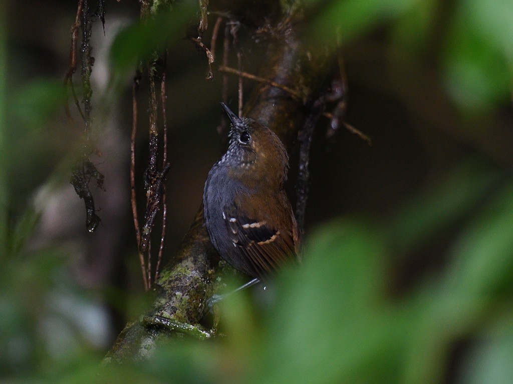 Star-throated Antwren - ML643600602