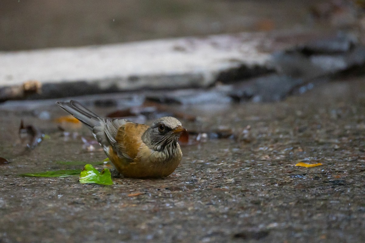 Rufous-backed Robin - ML643600608