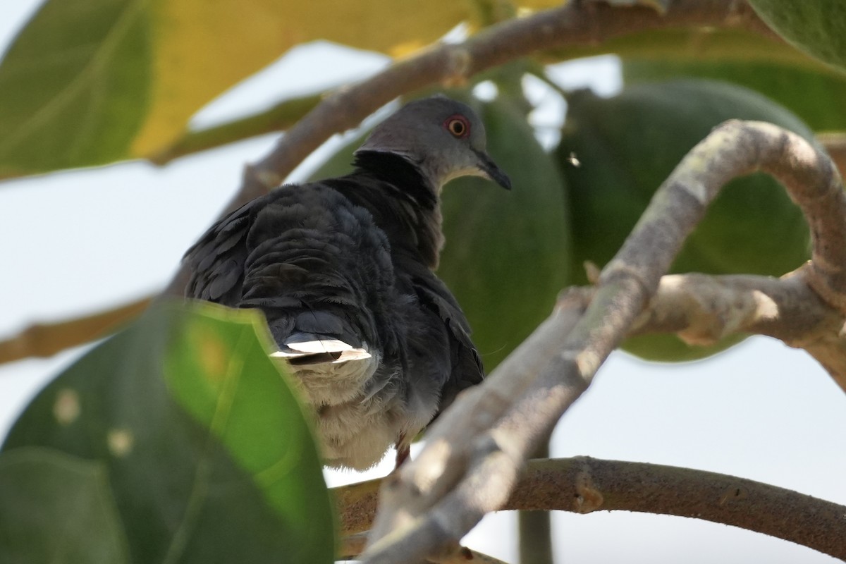 klagedue - ML643600632