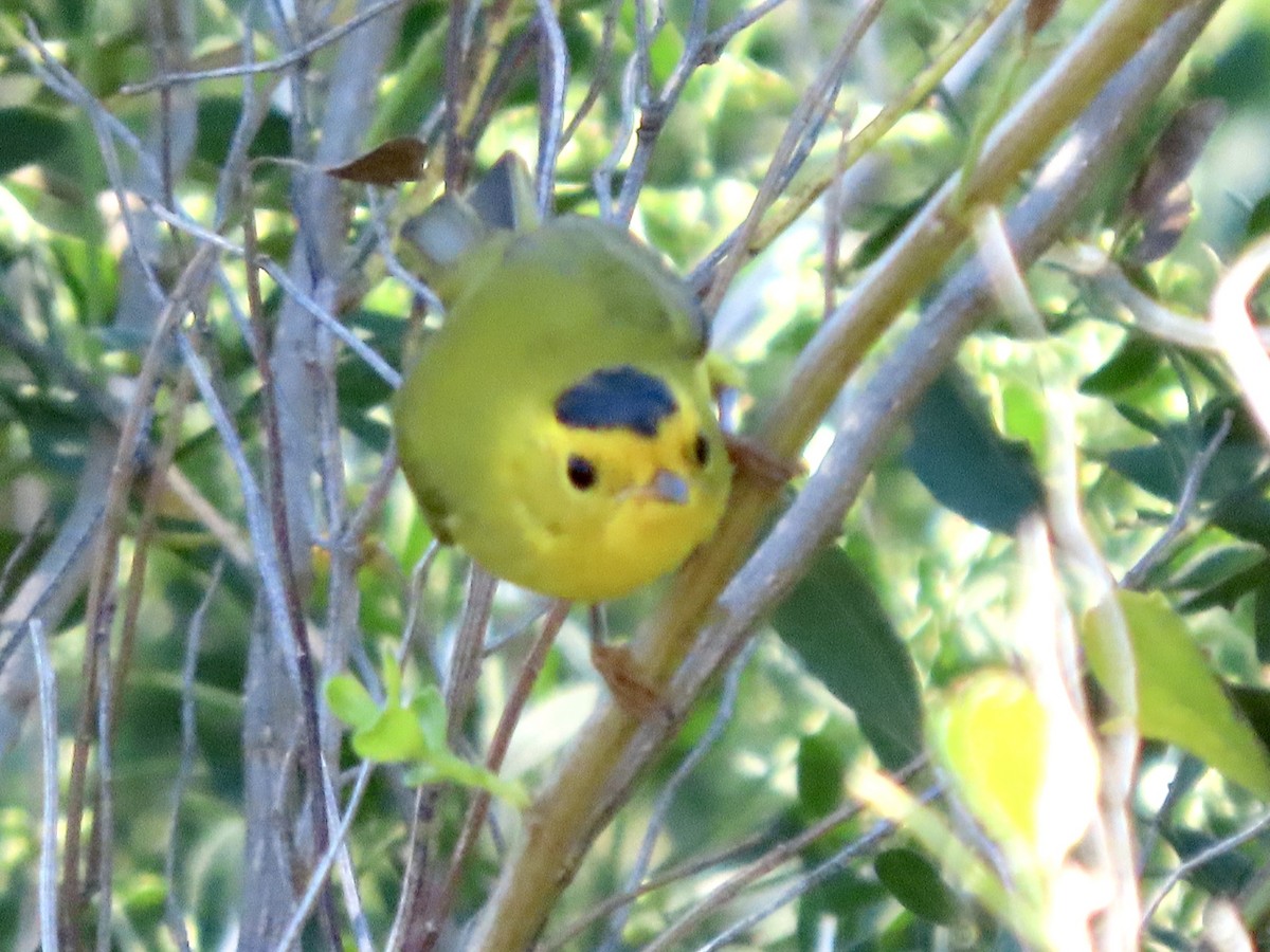 kalottparula - ML643600633