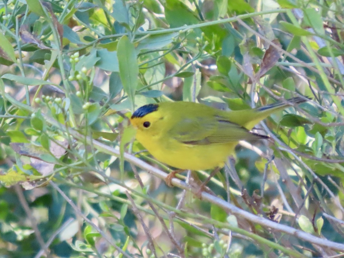 kalottparula - ML643600634