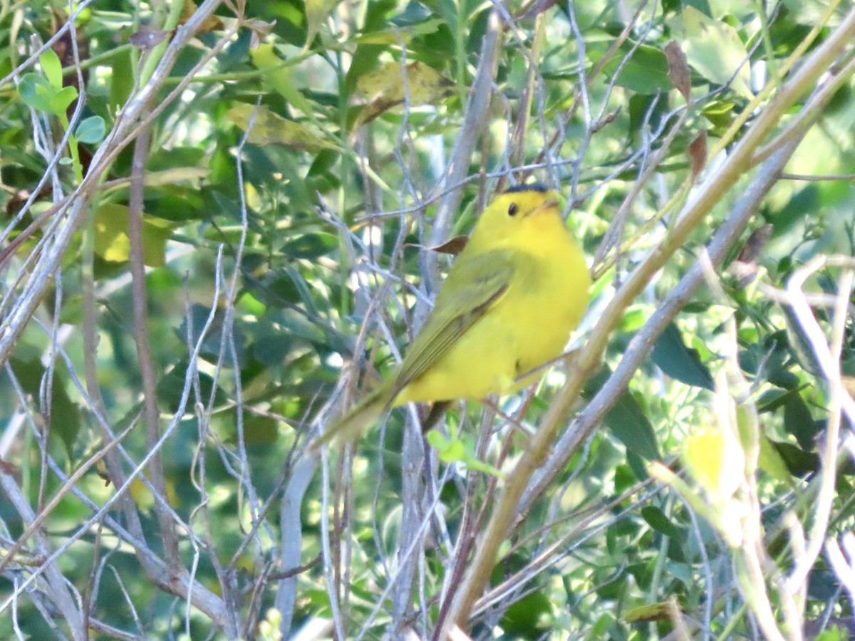 kalottparula - ML643600635