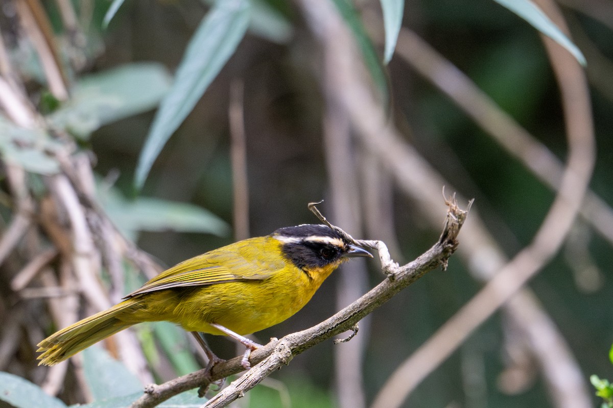Black-capped Hemispingus - ML643600639