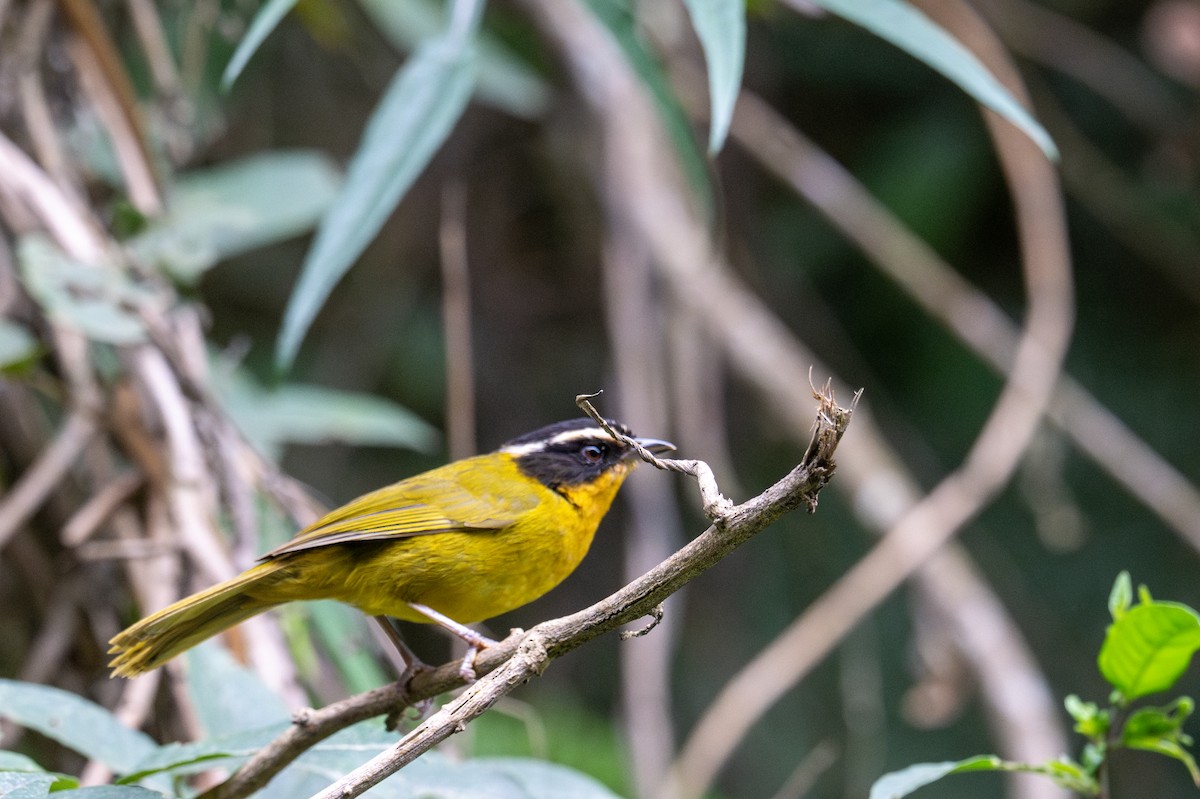 Black-capped Hemispingus - ML643600640
