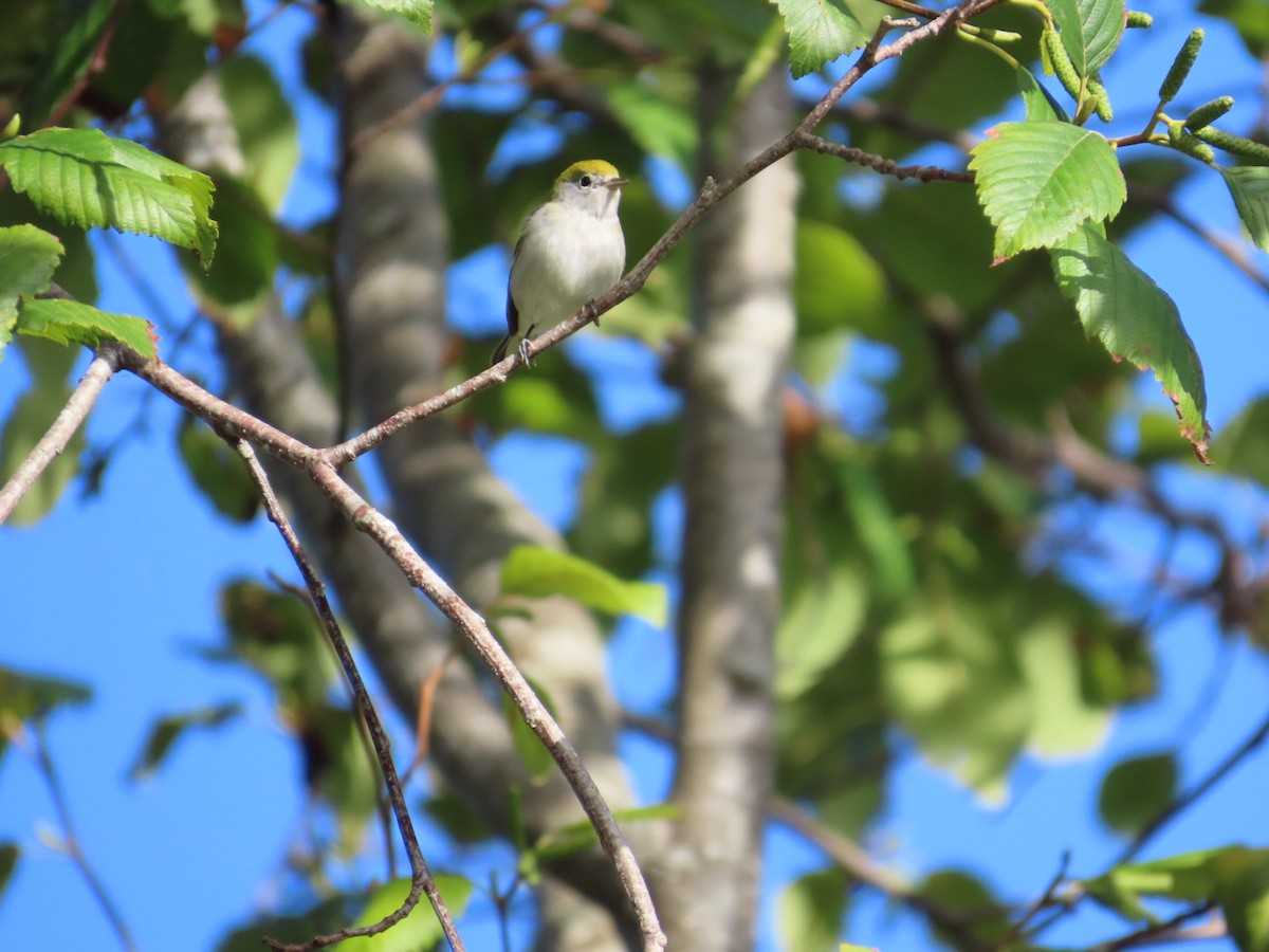 Chestnut-sided Warbler - ML643600645