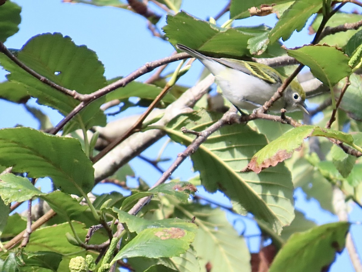 Chestnut-sided Warbler - ML643600646