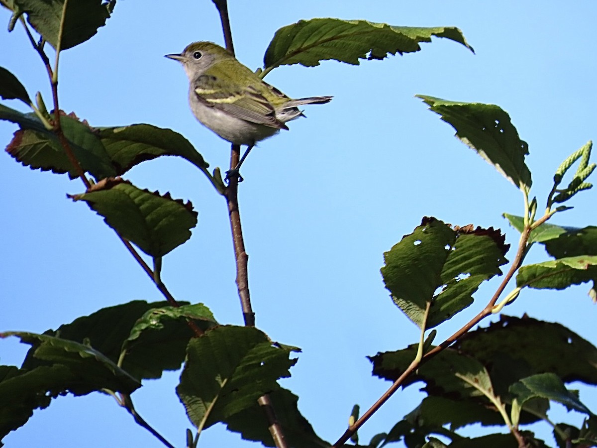 Chestnut-sided Warbler - ML643600647