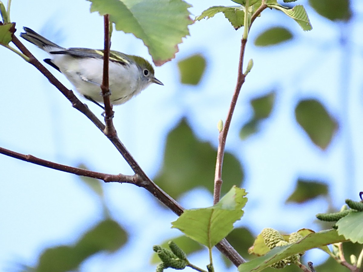 Chestnut-sided Warbler - ML643600648
