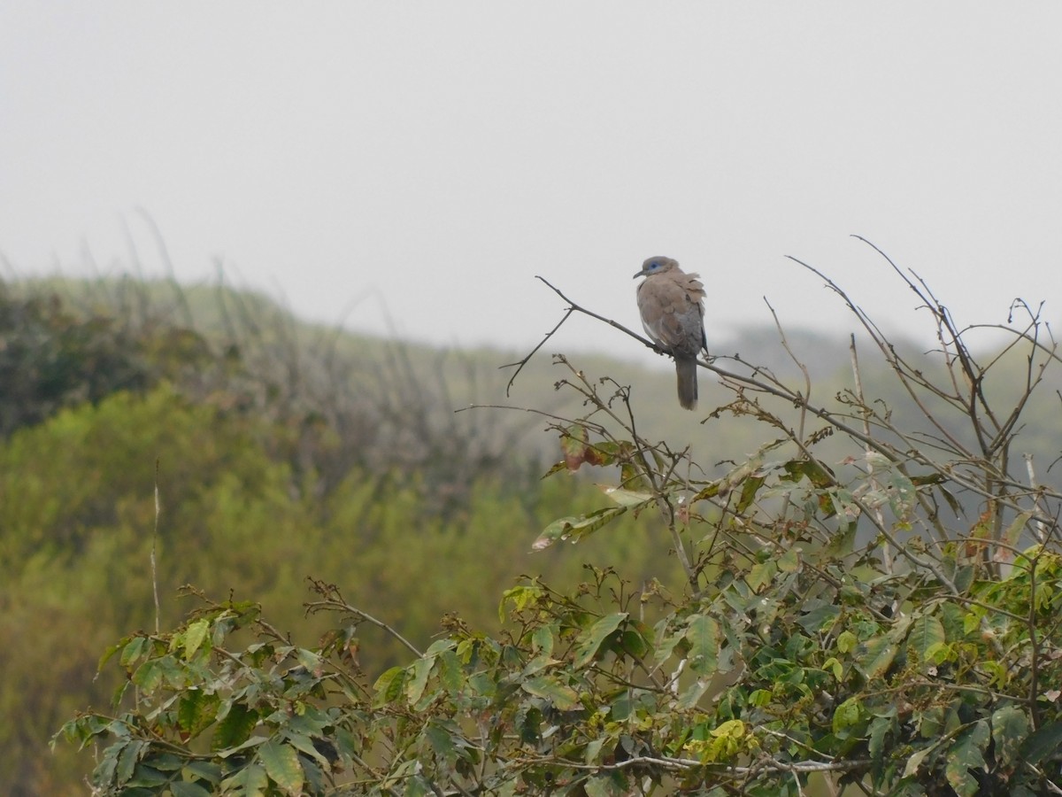 West Peruvian Dove - ML643600664