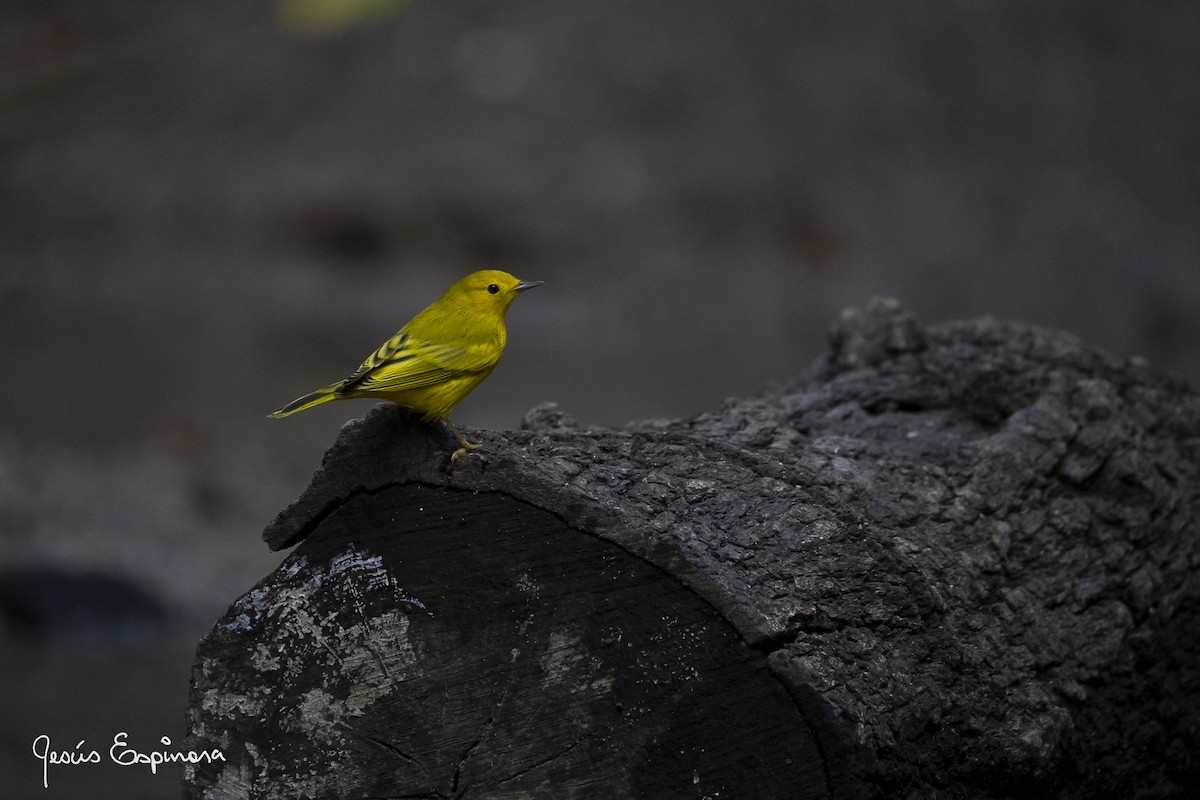 Yellow Warbler - ML643600667