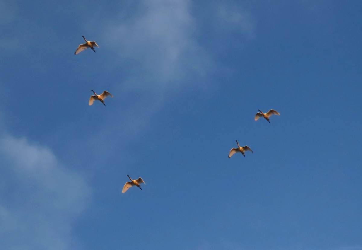 Халбаган хошуут - ML643600668