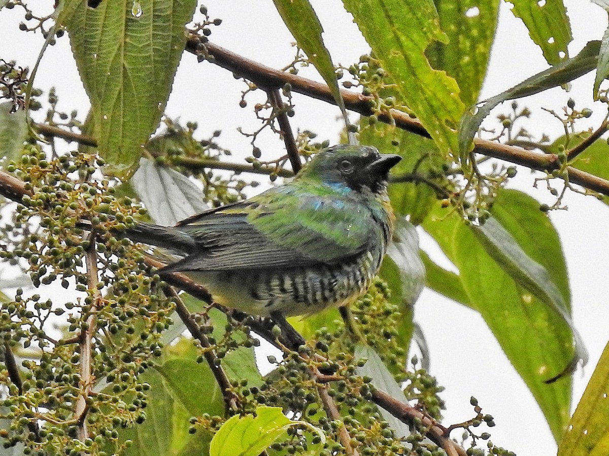 svaletanagar - ML643600671