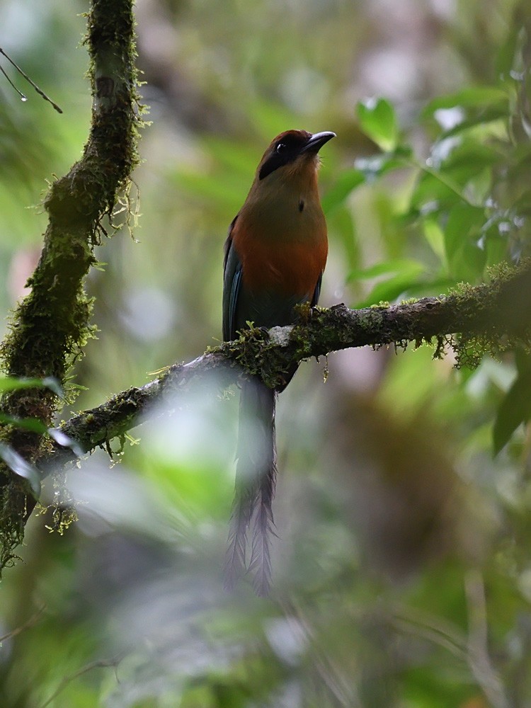 brunkronemotmot - ML643600682