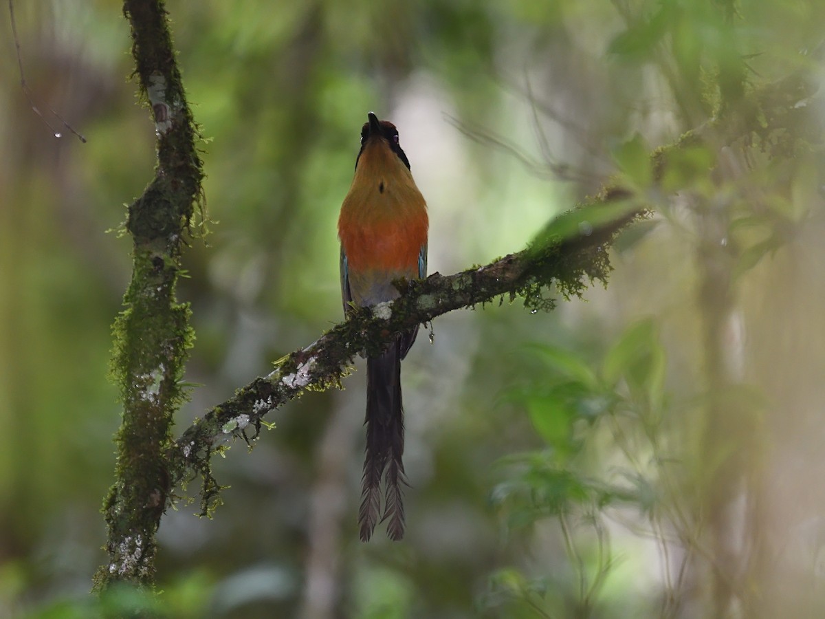brunkronemotmot - ML643600683